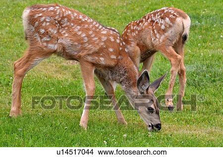 two young mule deer fawns feeding green grass View Large Photo Image Picture - two young mule deer fawns feeding green grass . Fotosearch