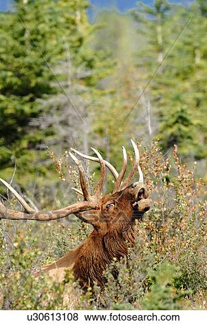 Stock Photo -  vertical image mature bull elk calling in season. Fotosearch