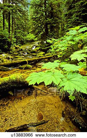 water beauty fresh stream flowing through tall View Large Photo Image Stock Photograph - water beauty fresh stream flowing through tall. Fotosearch
