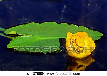 water close up single yellow lilly floating calm View Large Photo Image Picture - water close up single yellow lilly floating calm. Fotosearch