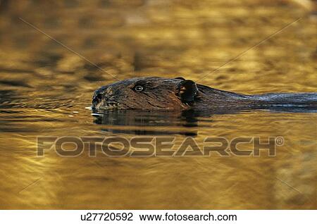 Stock Image -  water icon adult canadian beaver swims in golden. Fotosearch