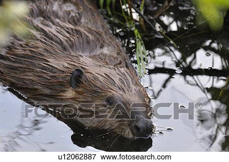 Stock Photo -  water icon home close up portrait image wild 51. Fotosearch