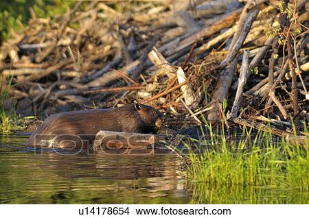 water icon home side view adult beaver packing View Large Photo Image Picture - water icon home side view adult beaver packing. Fotosearch