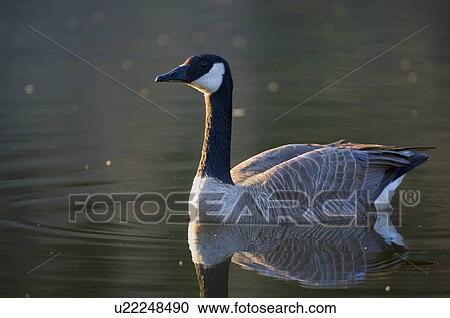 water icon side view portrait adult male canada View Large Photo Image Stock Image -  water icon side view portrait adult male canada. Fotosearch