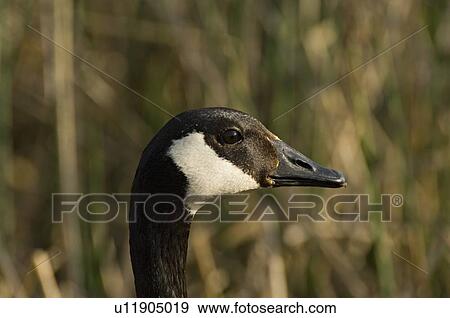 Stock Photo -  water icon side view portrait adult wild goose. Fotosearch
