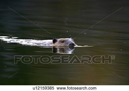 Stock Photography -  water image wild canadian beaver swimming . Fotosearch