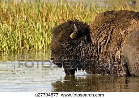 water large male bison standing in shore lake View Large Photo Image Stock Photo - water large male bison standing in shore lake. Fotosearch