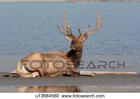 water mature bull elk laying wet sand jasper View Large Photo Image Stock Image - water mature bull elk laying wet sand jasper . Fotosearch