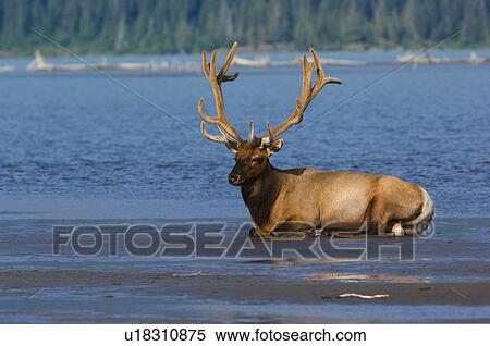 water mature bull elk laying wet sand jasper View Large Photo Image Stock Photography - water mature bull elk laying wet sand jasper . Fotosearch