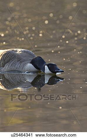 water nature adult canada goose swimming head View Large Photo Image Stock Image -  water nature adult canada goose swimming head. Fotosearch