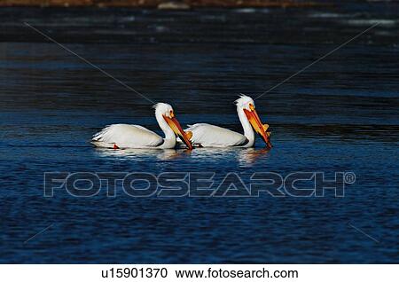 water nature two american white pelicans feeding View Large Photo Image Stock Image -  water nature two american white pelicans feeding. Fotosearch