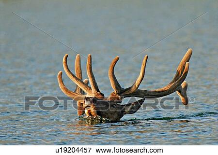 water portrait bull elk antlers swimming head View Large Photo Image Stock Photo - water portrait bull elk antlers swimming head . Fotosearch