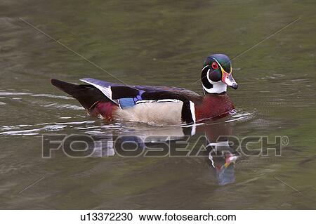 water reflection wood duck pond male drake adult View Large Photo Image Stock Image -  water reflection wood duck pond male drake adult. Fotosearch