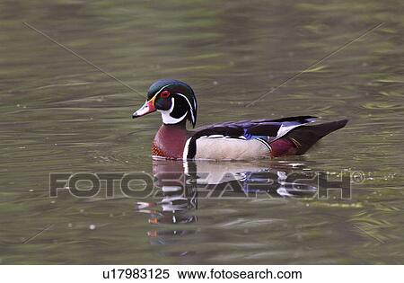 Stock Photography -  water reflection wood duck pond male drake adult. Fotosearch