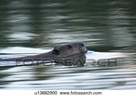 Stock Image -  water side view horozontal image wild canadian. Fotosearch