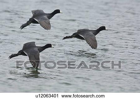Stock Image -  water three coot ducks flying in for landing. Fotosearch