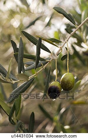 water tree food fruit olive orchard in les baux View Large Photo Image Picture - water tree food fruit olive orchard in les baux. Fotosearch
