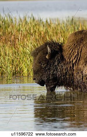 water vertical head shot large male bison View Large Photo Image Stock Image - water vertical head shot large male bison . Fotosearch
