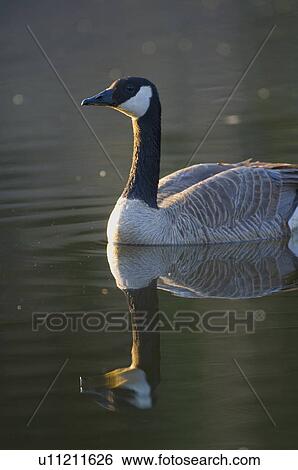 water vertical image male canada goose swimming View Large Photo Image Stock Photograph -  water vertical image male canada goose swimming. Fotosearch
