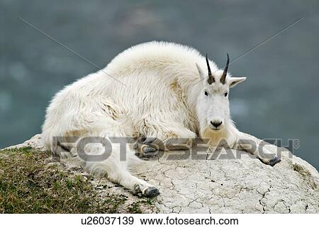 Stock Photo -  white mountain goat laying down looking over. Fotosearch