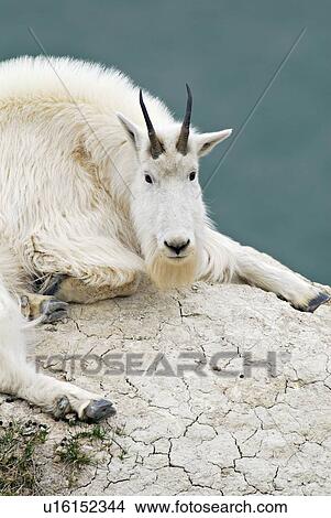 white mountain goat laying mineral lick in park View Large Photo Image Picture - white mountain goat laying mineral lick in park. Fotosearch
