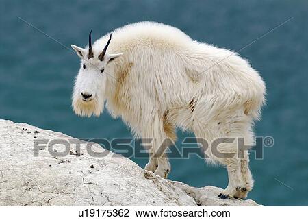 white mountain goat stands looks over terrain View Large Photo Image Stock Image - white mountain goat stands looks over terrain . Fotosearch