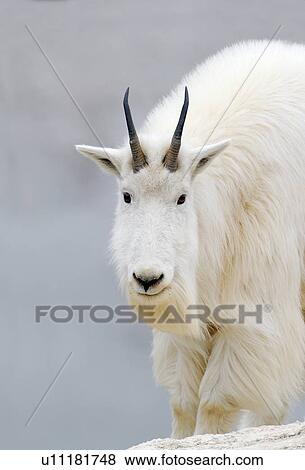 Stock Photo -  white mountain goat stands looks over terrain . Fotosearch