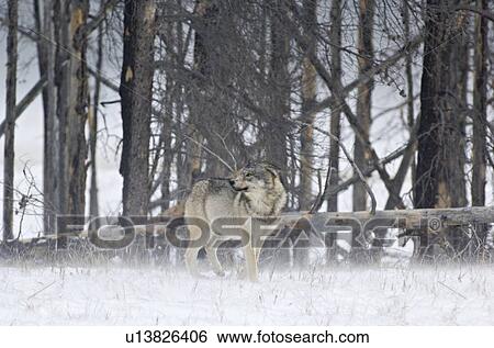 wild adult timber wolf stopping for look back View Large Photo Image Stock Photograph - wild adult timber wolf stopping for look back. Fotosearch
