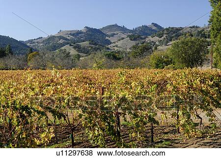 Stock Photo -  wine pattern nature vineyard in yountville napa. Fotosearch