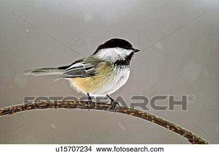 Picture -  winter chickadee perched willow branch in snow. Fotosearch
