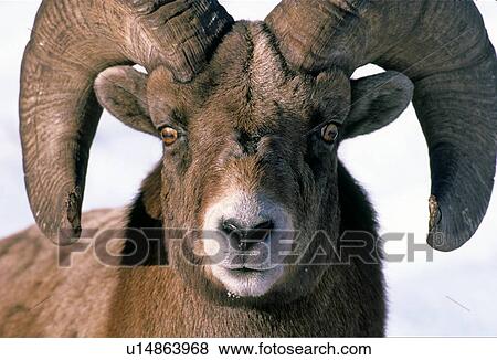 winter close up front view portrait majestic View Large Photo Image Stock Photo - winter close up front view portrait majestic. Fotosearch