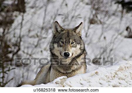 winter close up portrait adult wild timber wolf View Large Photo Image Stock Photo - winter close up portrait adult wild timber wolf. Fotosearch
