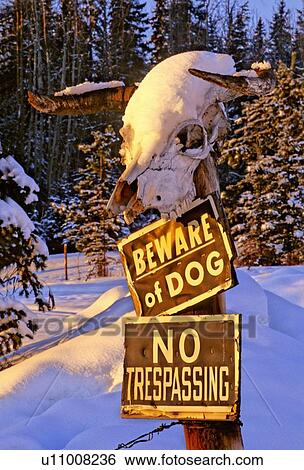 winter cow skull placed fence post warn stay no View Large Photo Image Stock Photograph - winter cow skull placed fence post warn stay no. Fotosearch