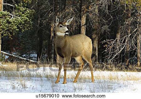 Stock Image -  winter horozontal shot alert young mule deer 107. Fotosearch