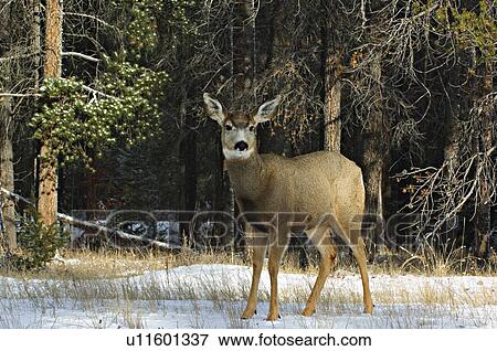 winter image young mule deer looking forward View Large Photo Image Stock Photo - winter image young mule deer looking forward . Fotosearch