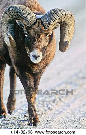 winter large adult ram walking forward road 75 View Large Photo Image Stock Photo - winter large adult ram walking forward road 75. Fotosearch
