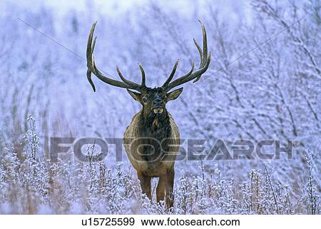 winter large mature bull elk stand in freshly fallen snow View Large Photo Image Stock Photo - winter large mature bull elk stand in freshly fallen snow. Fotosearch