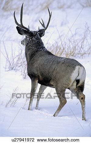 Stock Image -  winter mature male mule deer buck looking away. Fotosearch