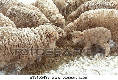 Stock Image -  winter sheep ewes snow animal animals domestic. Fotosearch