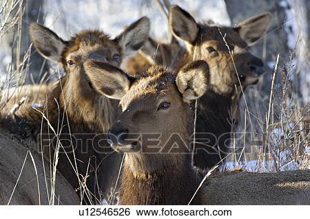 Stock Photograph -  winter sun herd wild elk cows laying down . Fotosearch