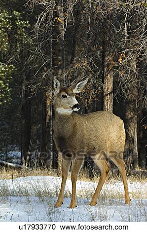 winter vertical full body image alert mule deer View Large Photo Image Stock Image - winter vertical full body image alert mule deer. Fotosearch