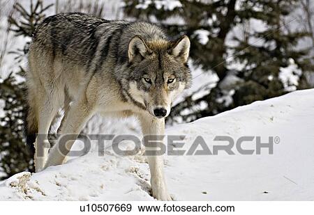 Stock Photo -  winter wild adult timber wolf stepping over bank. Fotosearch