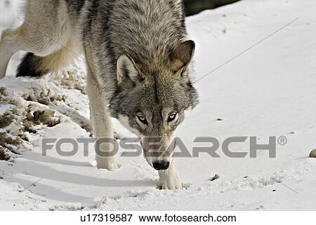 Stock Photo -  winter wild adult timber wolf stepping over bank. Fotosearch
