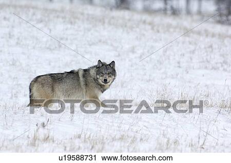 Stock Image -  winter wild adult timber wolf stopping for look. Fotosearch