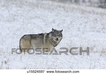 Stock Photo -  winter wild adult timber wolf stopping for look. Fotosearch