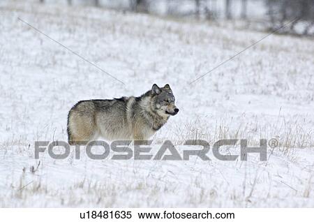 winter wild adult timber wolf stopping for look View Large Photo Image Stock Photography - winter wild adult timber wolf stopping for look. Fotosearch