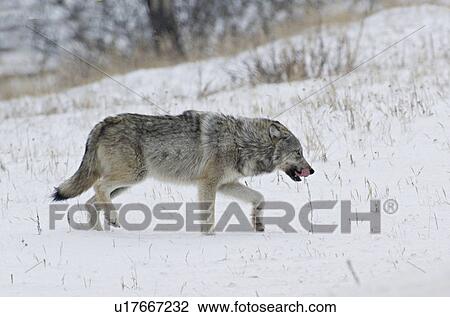 Stock Image -  winter wild timber wolf walking through snow. Fotosearch