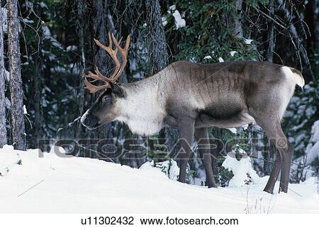 Stock Image -  winter woodland caribou in its coat foraging . Fotosearch