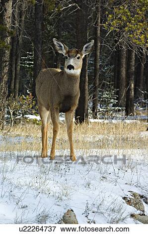 Stock Photo -  winter young mule deer standing wild close. Fotosearch