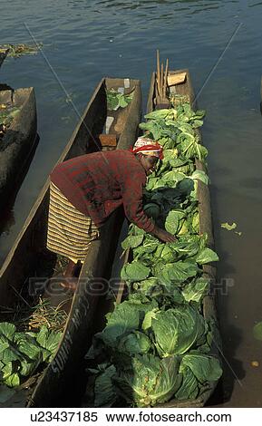 Stock Photography -  woman female selling cabbages in market dugout. Fotosearch